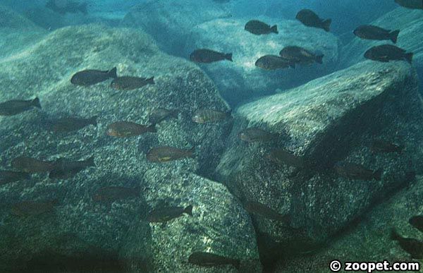 Tanganyikasjön - Tropheus brichardi, Nkondwe (stim)