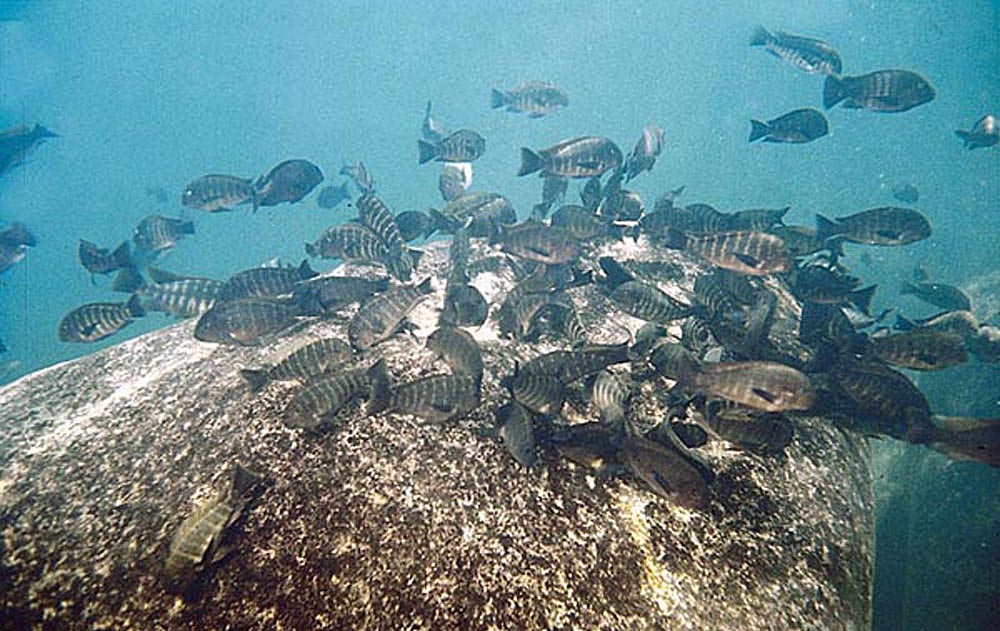 Tanganyikasjön - Tropheus moorii, Mtosi (stim)