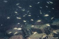 Tanganyikasjön - Neolamprologus brichardi