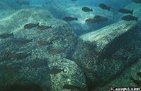 Tanganyikasjön - Tropheus brichardi, Nkondwe (stim)