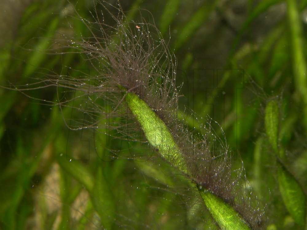 Compsopogon