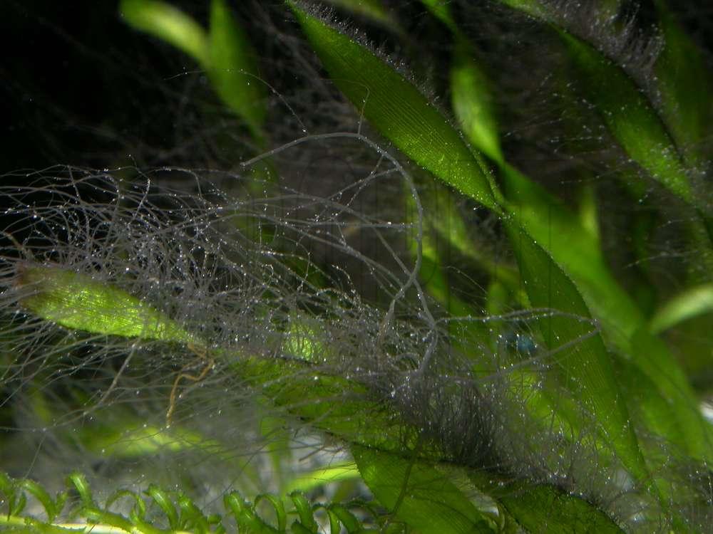 Compsopogon