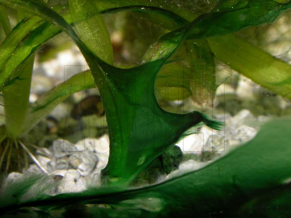 Cyanobacterium