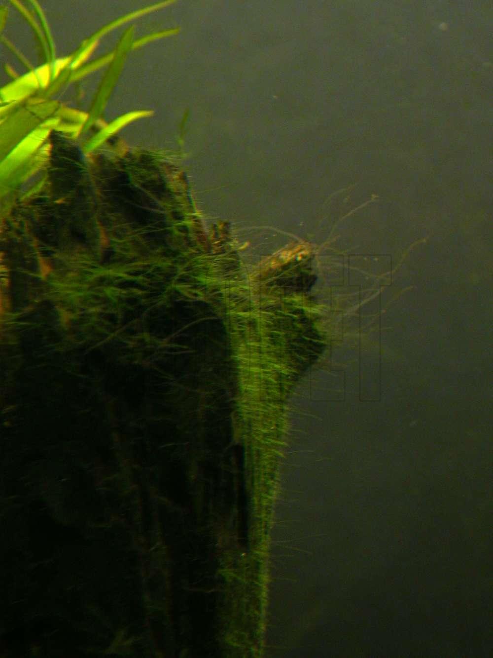 Oedogonium