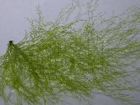 Cladophora