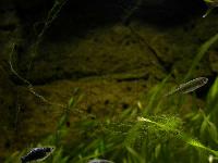 Cladophora