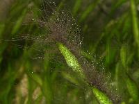 Compsopogon