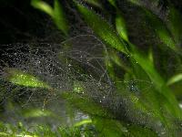 Compsopogon