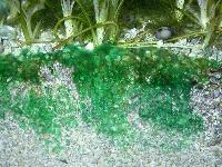 Cyanobacterium