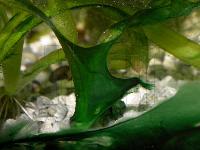 Cyanobacterium