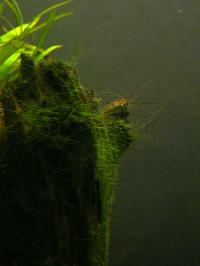 Oedogonium