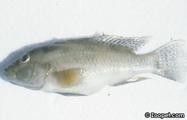 Bukvattensot  - död Orthochromis sp.