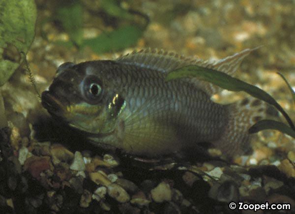 "Dropsy" på - Pelvicachromis - med dropsy etc.