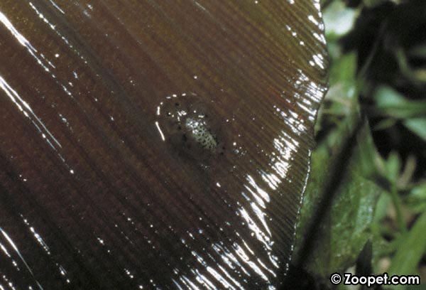 Argulus