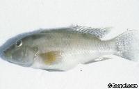 Bukvattensot  - död Orthochromis sp.