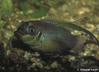 "Dropsy" på - Pelvicachromis - med dropsy etc.