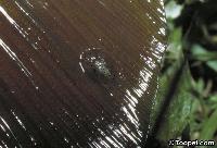 Argulus