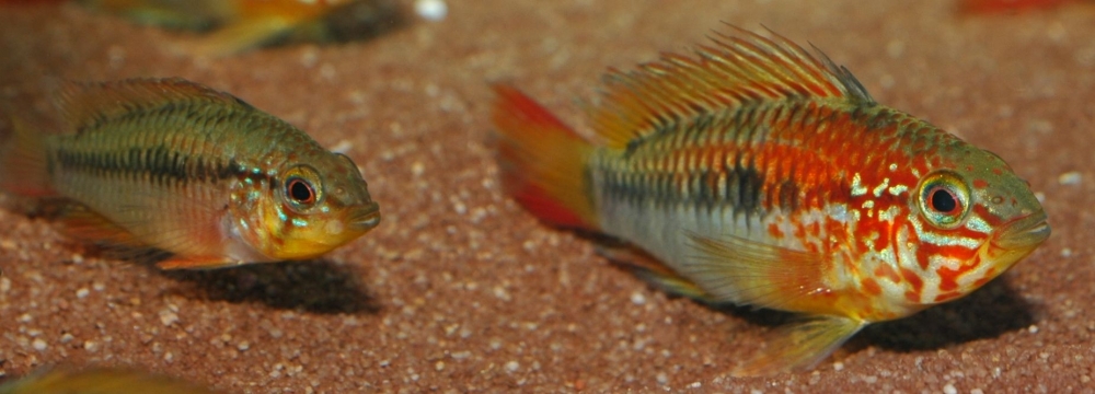 Apistogramma viejita/macmasteri