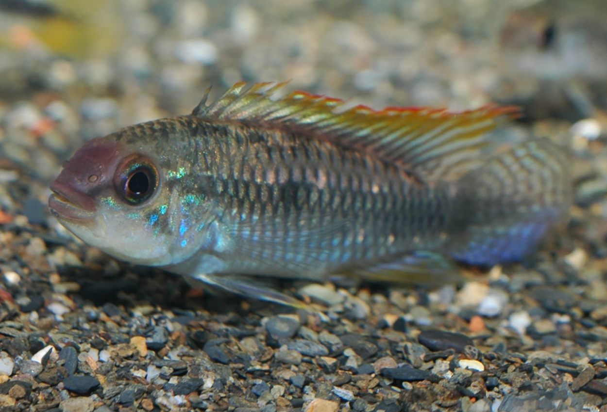 Apistogramma sp. "new Chigarno Madeira aff. pulchra"
