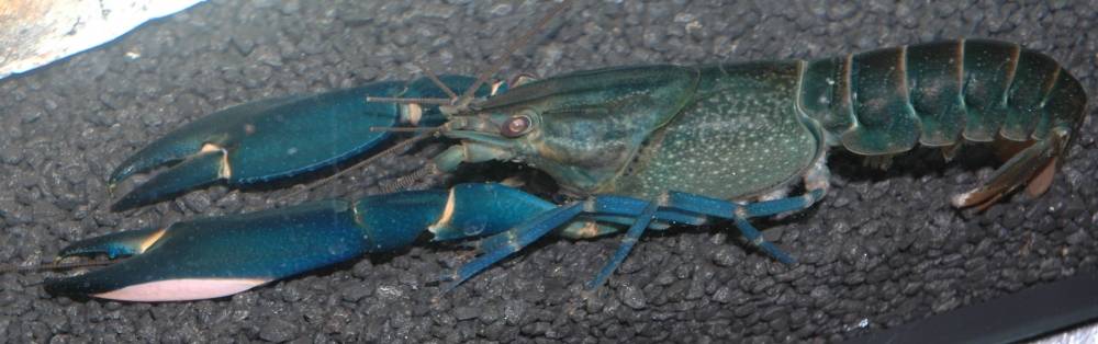 Zierfische & Aquarium 2005