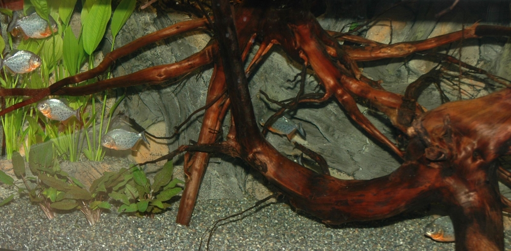 Zierfische & Aquarium 2005