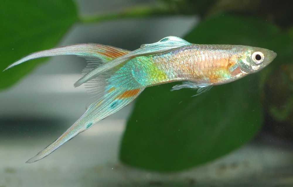 Poecilia reticulata