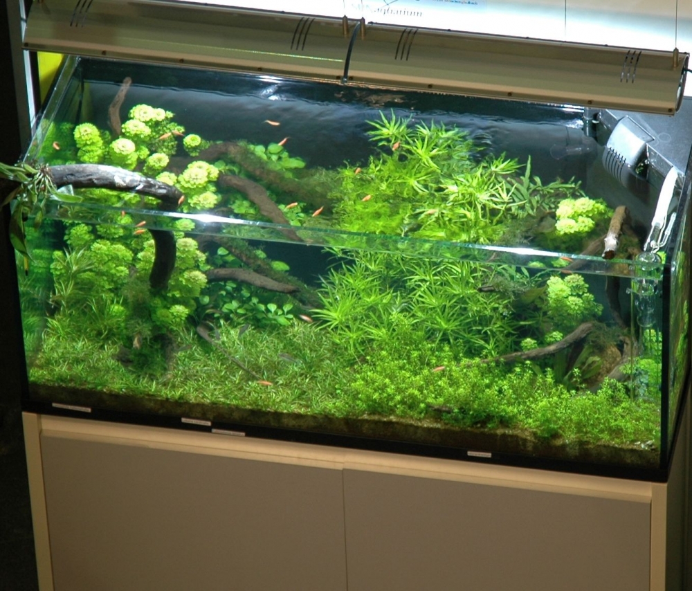 Växtakvarium