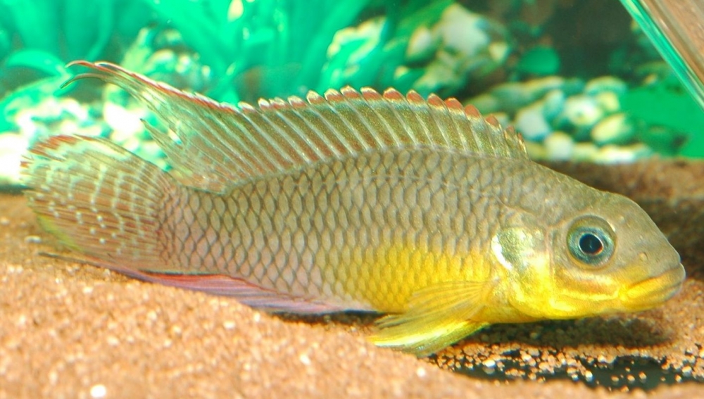 Pelvicachromis taeniatus, "dehane"