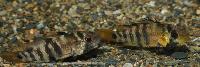 Apistogramma baenschi