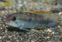 Apistogramma sp. "new Chigarno Madeira aff. pulchra"