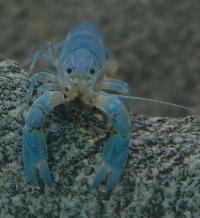 Cherax destructor