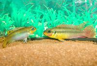 Pelvicachromis taeniatus, "dehane"