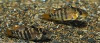 Apistogramma baenschi
