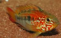 Apistogramma viejita/macmasteri