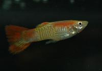 Poecilia reticulata