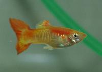 Poecilia reticulata