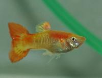 Poecilia reticulata