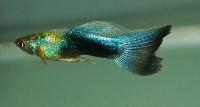 Poecilia reticulata