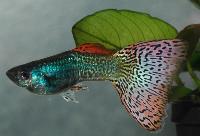 Poecilia reticulata