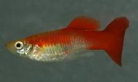 Poecilia reticulata