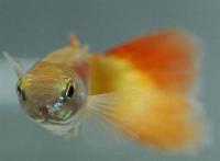 Poecilia reticulata