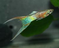Poecilia reticulata