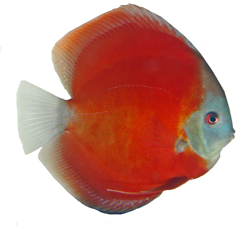 Vinnare i klassen "Red"