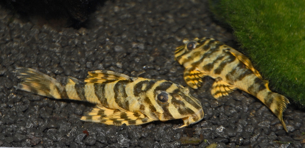 Peckoltia sp. 'L134'