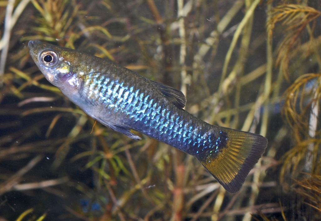 Limia melanogaster