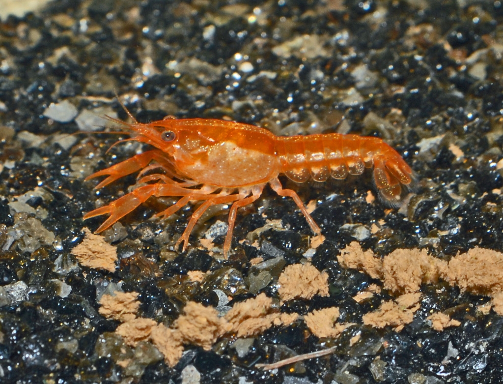 Orange dvärghummer