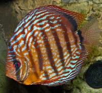 Zierfische &amp; Aquarium + Diskuschampionat 2006