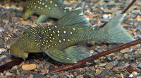 Hemiancistrus sp. 'L128'