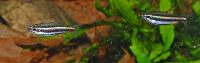 Nannostomus marginatus