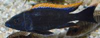 Otopharynx lithobates